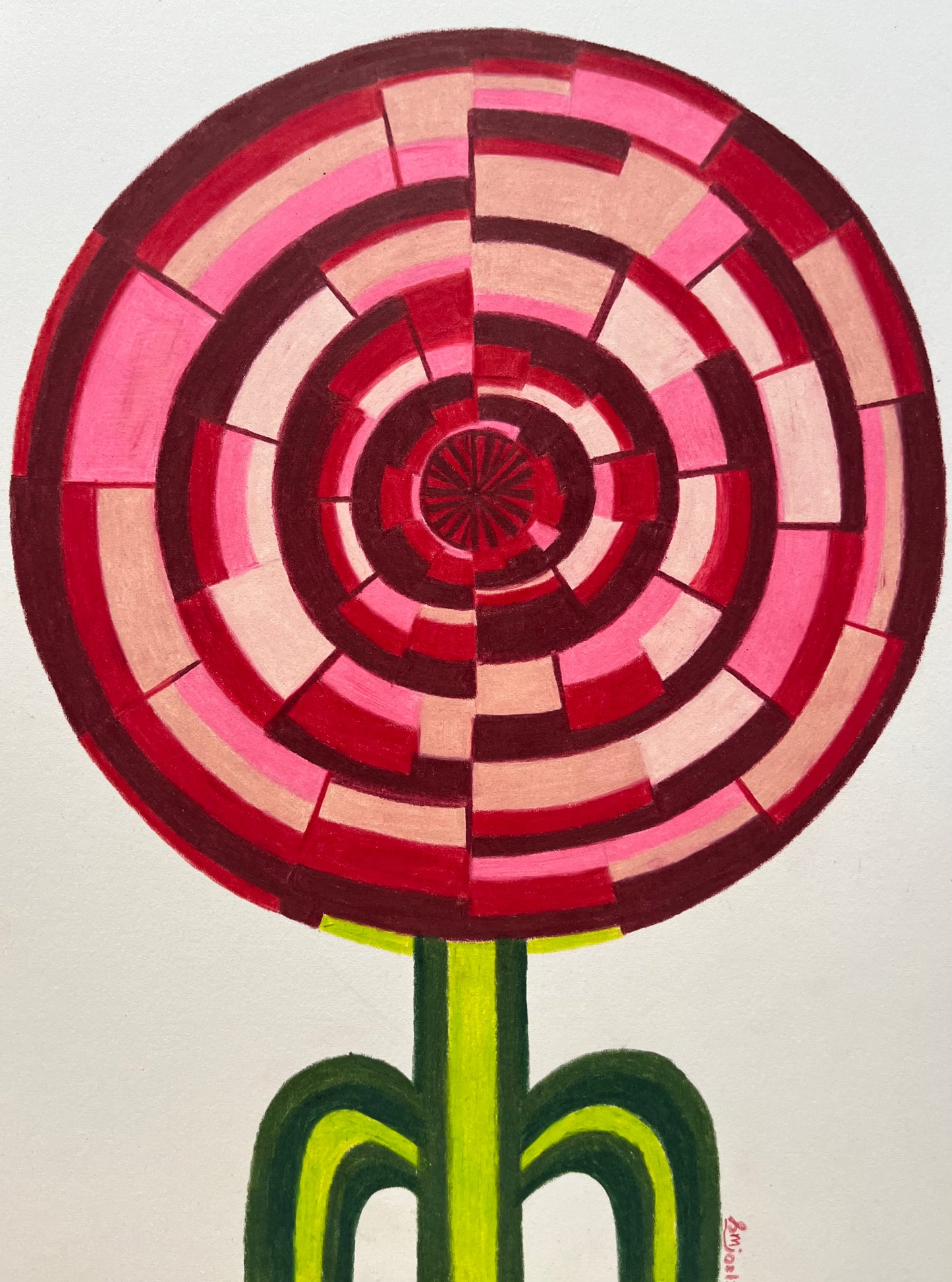 Carnation - Flower series